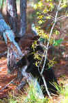 BlackBear.jpg (16312 bytes)