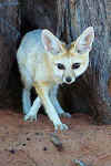 CapeFox.jpg (11286 bytes)