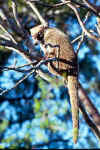 Coati01.jpg (14618 bytes)