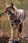 Coyote01.jpg (10181 bytes)