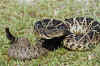 Diamondback01.jpg (16129 bytes)