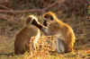 GreenMonkey01.JPG (32394 bytes)