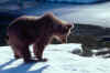 Grizzly990320X-15.jpg (24748 bytes)