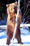 Grizzly990320X-35.jpg (12096 bytes)