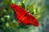 Gulfritilry861025-21.jpg (25769 bytes)