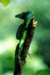 JesusLizard01.jpg (13978 bytes)
