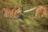 LionWtail.jpg (8483 bytes)
