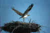 Osprey860404-28.jpg (6795 bytes)