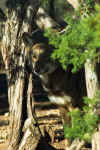 RedWolf03.jpg (25422 bytes)