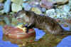 RiverOtter990320U-08.jpg (12164 bytes)