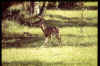 SapeloBuck761210-01.jpg (11502 bytes)