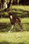 SapeloBuck761210-02V.jpg (20217 bytes)