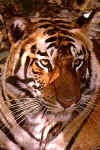 TigerJ14V.jpg (30548 bytes)
