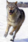 Wolf990320A-04.jpg (18298 bytes)