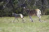 Zebras07.jpg (12792 bytes)