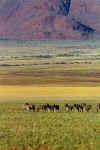 Zebras11.jpg (22691 bytes)