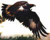 goldeagle.jpg (9446 bytes)
