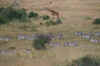 zebras.jpg (8002 bytes)